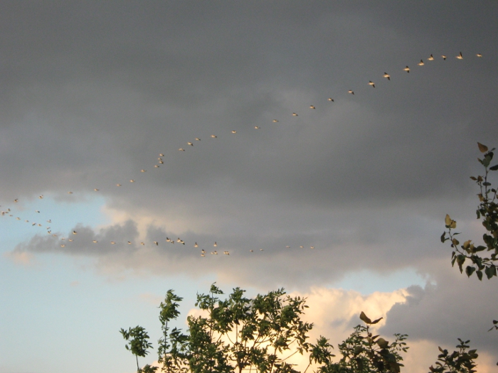 Pelicans